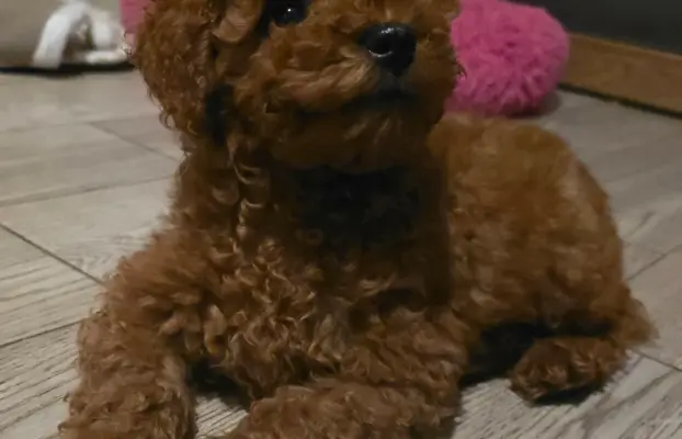 Pudel Toy red pudelek samiec 1