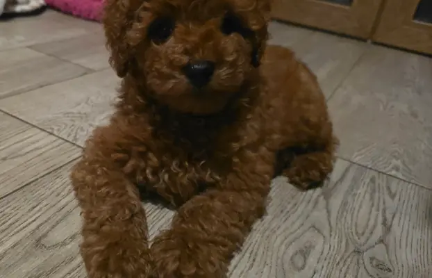 Pudel Toy red pudelek samiec 3