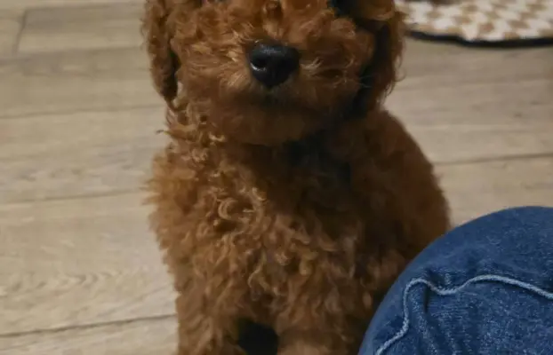 Pudel Toy red pudelek samiec 4