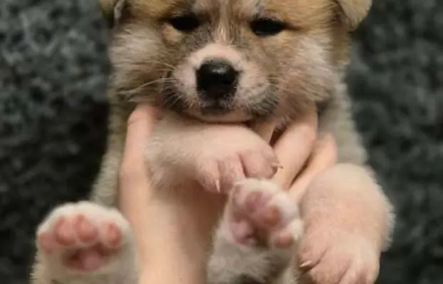 Akita-inu Japońska szczenięta rodowód ZKwP/FCI 1