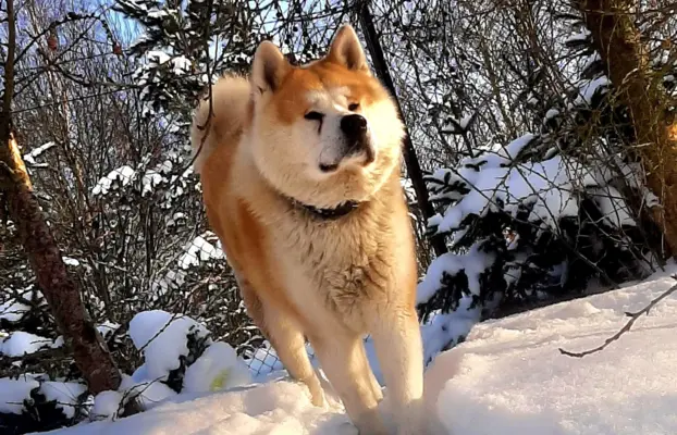 Akita-inu Japońska szczenięta rodowód ZKwP/FCI 2