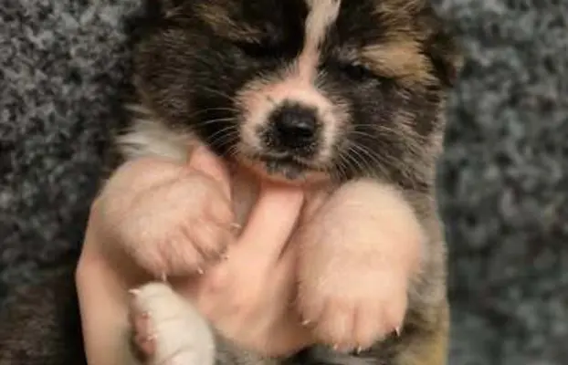 Akita-inu Japońska szczenięta rodowód ZKwP/FCI 3