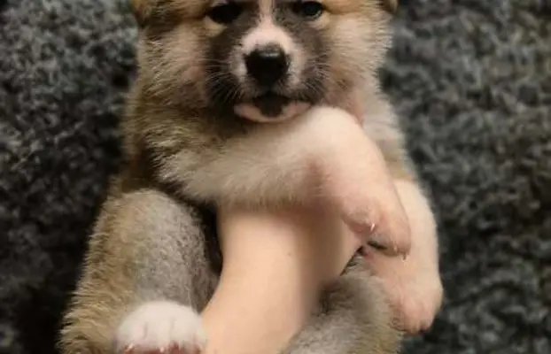 Akita-inu Japońska szczenięta rodowód ZKwP/FCI 4