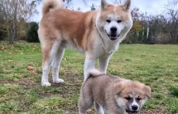 Akita-inu Japońska szczenięta rodowód ZKwP/FCI 5