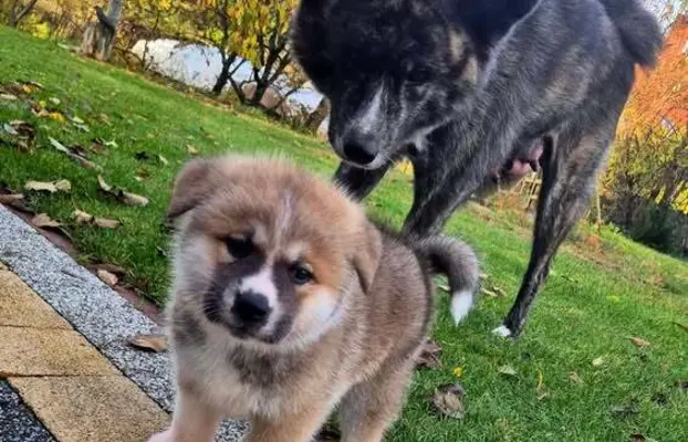 Akita-inu Japońska szczenięta rodowód ZKwP/FCI 6