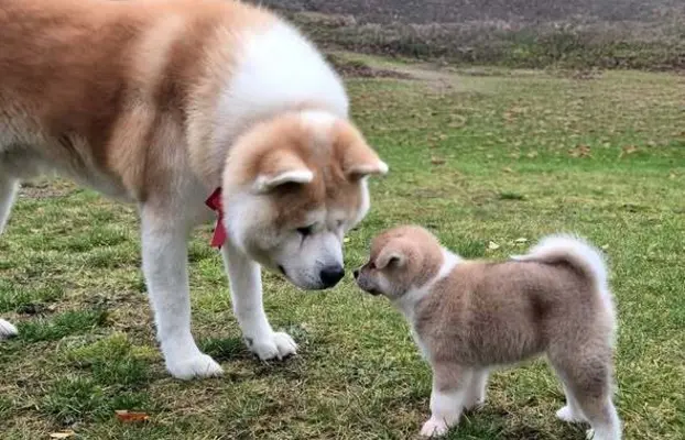 Akita-inu Japońska szczenięta rodowód ZKwP/FCI 7