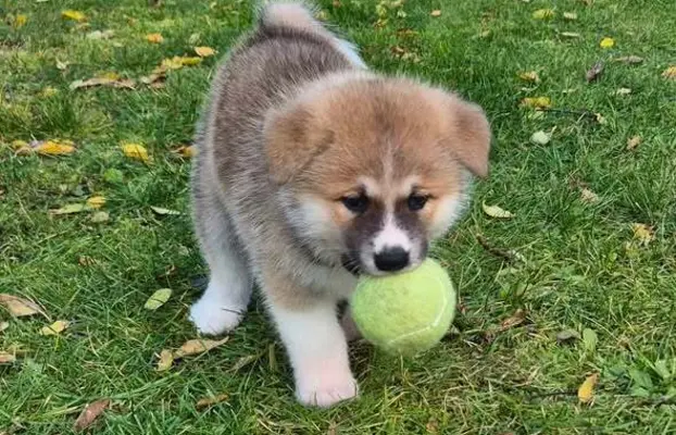 Akita-inu Japońska szczenięta rodowód ZKwP/FCI 8