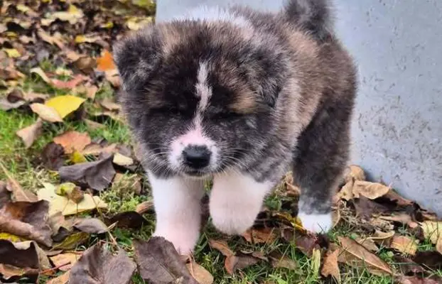 Akita-inu Japońska szczenięta rodowód ZKwP/FCI 9