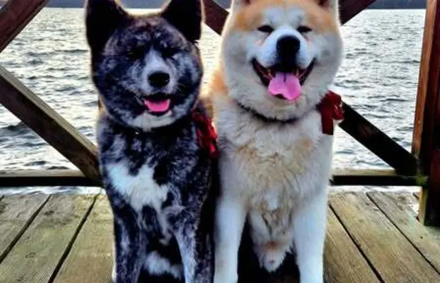 Akita-inu Japońska szczenięta rodowód ZKwP/FCI 10