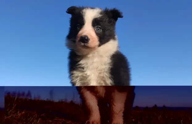 Piękna Rasowa Suczka Border Collie, szczenię z pełną dok. 1