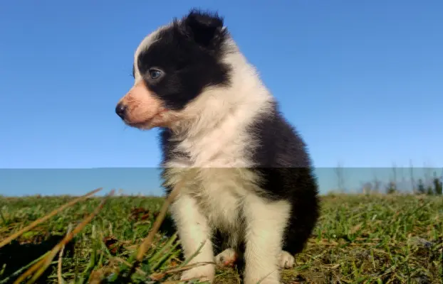 Piękna Rasowa Suczka Border Collie, szczenię z pełną dok. 2