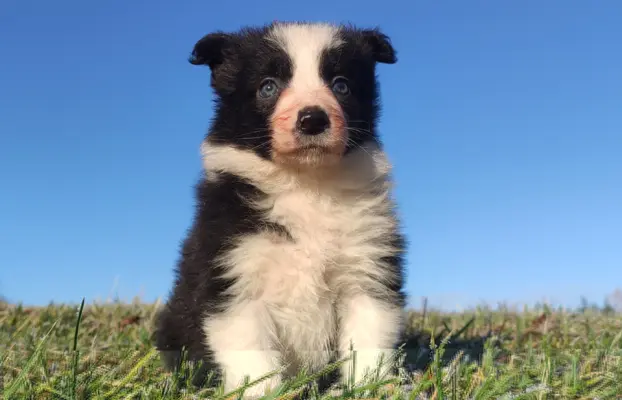 Piękna Rasowa Suczka Border Collie, szczenię z pełną dok. 3