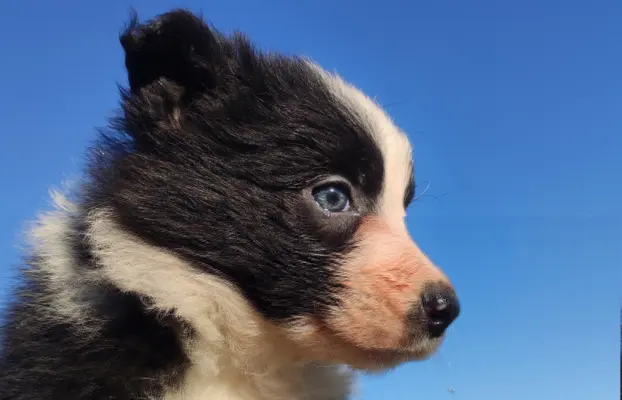Piękna Rasowa Suczka Border Collie, szczenię z pełną dok. 4