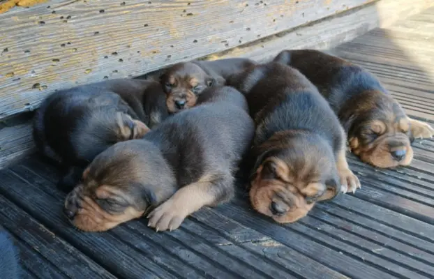 Szczenięta Ogar Polski 1