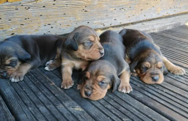 Szczenięta Ogar Polski 3