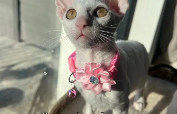 Cudowna kotka cornish rex błyskotka 1