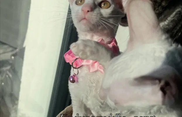 Cudowna kotka cornish rex błyskotka 3