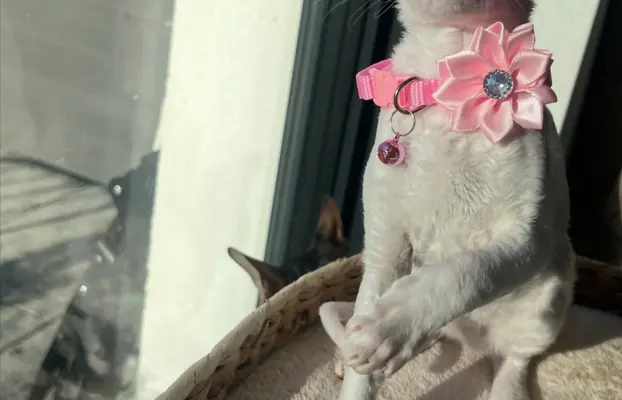 Cudowna kotka cornish rex błyskotka 4