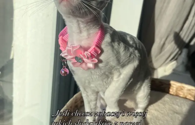 Cudowna kotka cornish rex błyskotka 2