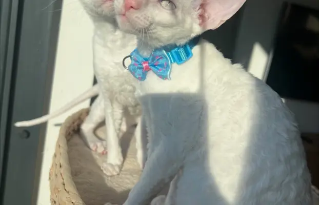 Cornish rex cudowny boy wyjątkowe oczy 2