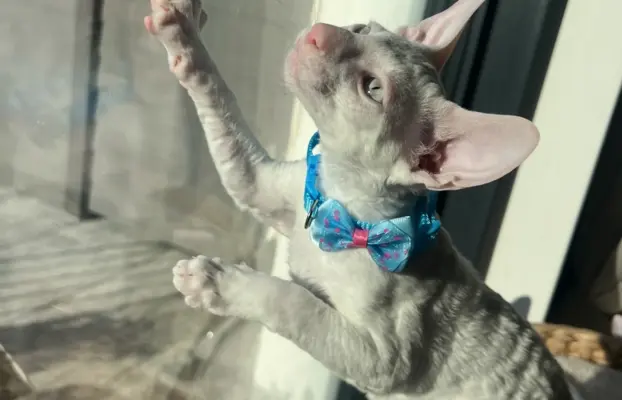 Cornish rex cudowny boy wyjątkowe oczy 4