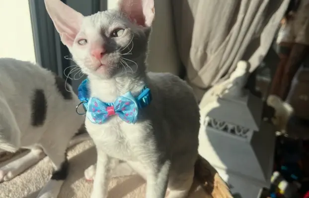 Cornish rex cudowny boy wyjątkowe oczy 6