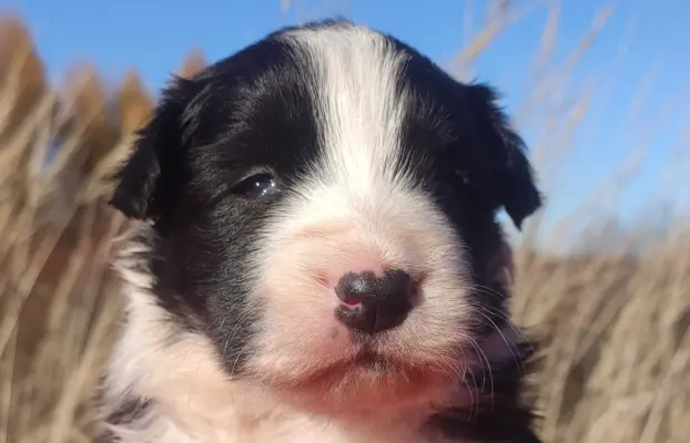 Rasowa suczka BORDER COLLIE z Hodowli - pełną dok. 1