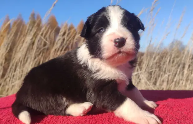 Rasowa suczka BORDER COLLIE z Hodowli - pełną dok. 2