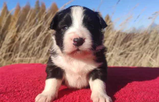 Rasowa suczka BORDER COLLIE z Hodowli - pełną dok. 3