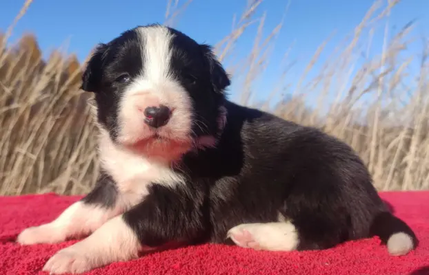 Rasowa suczka BORDER COLLIE z Hodowli - pełną dok. 4