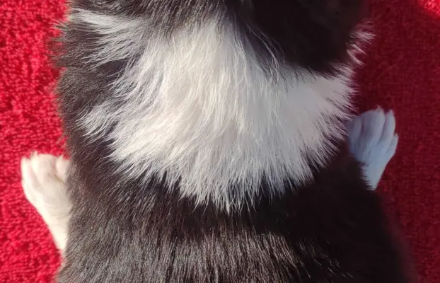 Rasowa suczka BORDER COLLIE z Hodowli - pełną dok. 5