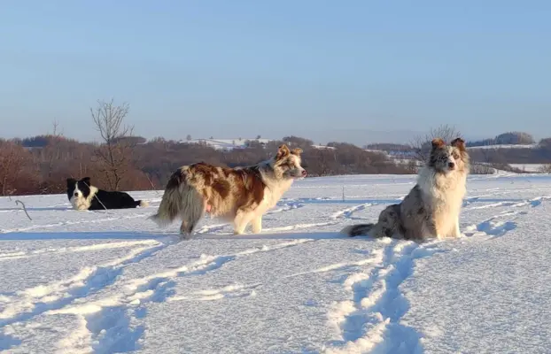 Rasowa suczka BORDER COLLIE z Hodowli - pełną dok. 7