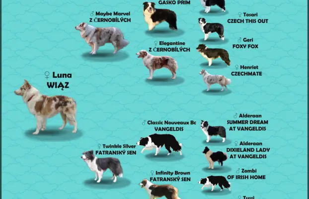 Rasowa suczka BORDER COLLIE z Hodowli - pełną dok. 8