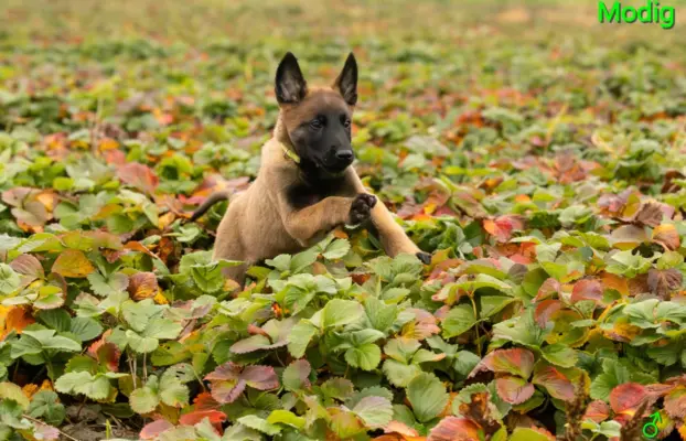 Owczarek Belgijski Malinois - szczeniak 1