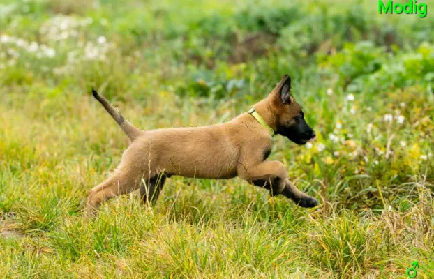 Owczarek Belgijski Malinois - szczeniak 2