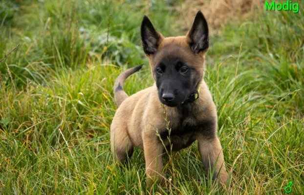 Owczarek Belgijski Malinois - szczeniak 3