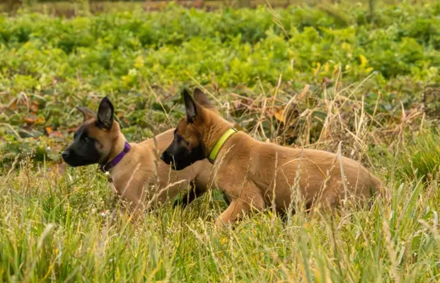 Owczarek Belgijski Malinois - szczeniak 4