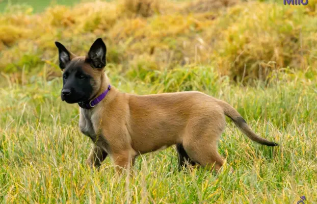 Owczarek Belgijski Malinois - szczeniak 5