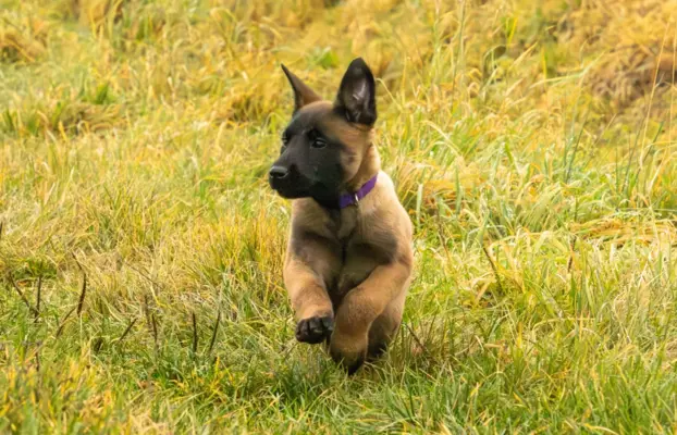Owczarek Belgijski Malinois - szczeniak 6