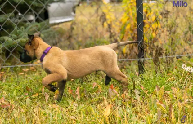 Owczarek Belgijski Malinois - szczeniak 7