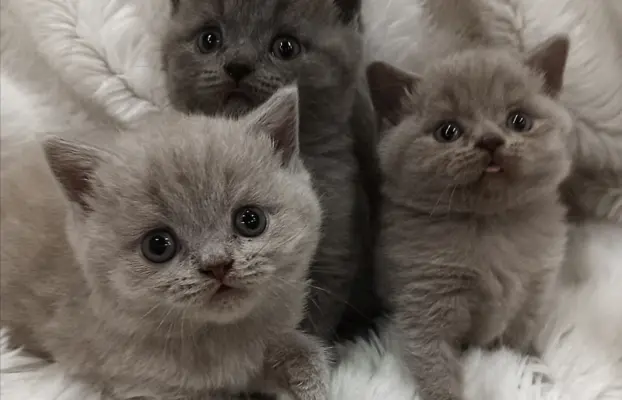 Kotka/kocur kot brytyjski rodowód FPL 1