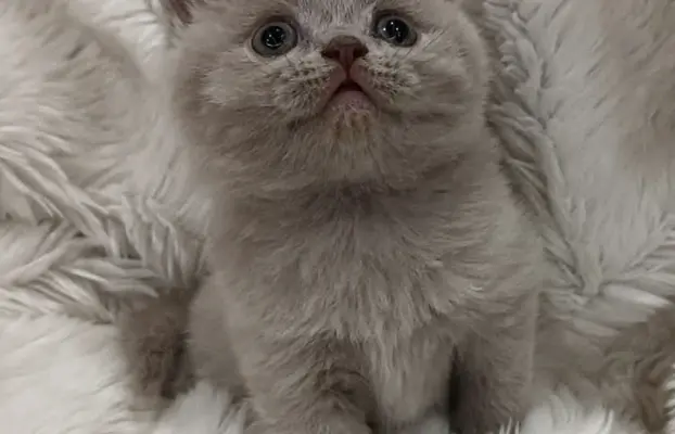 Kotka/kocur kot brytyjski rodowód FPL 2