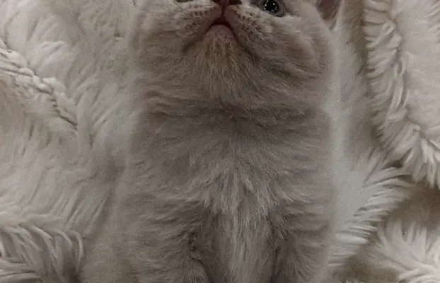 Kotka/kocur kot brytyjski rodowód FPL 3