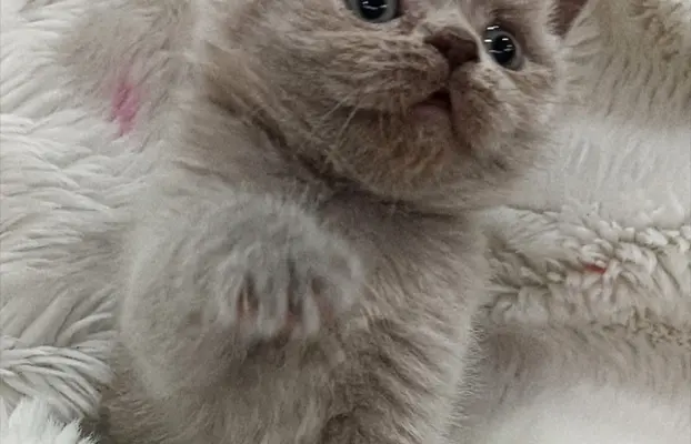 Kotka/kocur kot brytyjski rodowód FPL 4