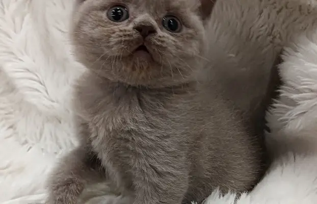 Kotka/kocur kot brytyjski rodowód FPL 5