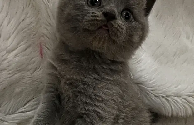 Kotka/kocur kot brytyjski rodowód FPL 6