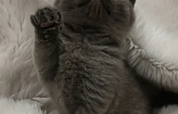 Kotka/kocur kot brytyjski rodowód FPL 7