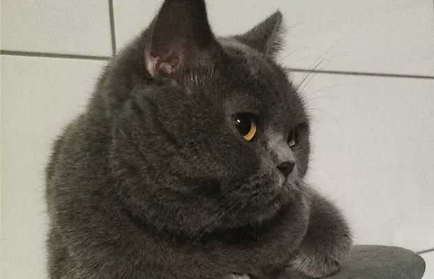 Kotka/kocur kot brytyjski rodowód FPL 8