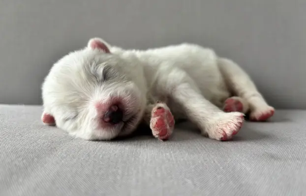 Szczeniaki Samoyed Epic Smile FCI 3