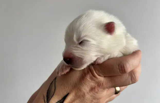 Szczeniaki Samoyed Epic Smile FCI 2